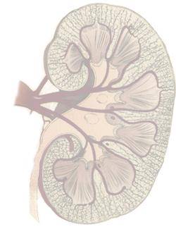Description: A kidney